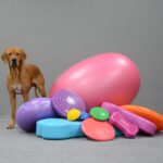 balansboll kurs för din hund