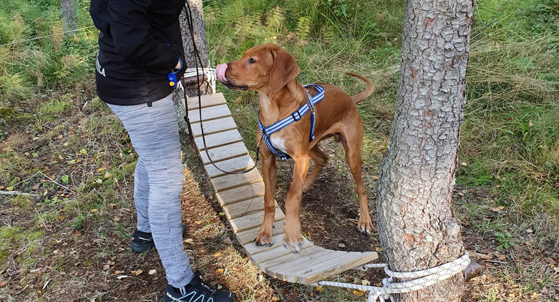 Friskvård för framtiden. För unga hundar