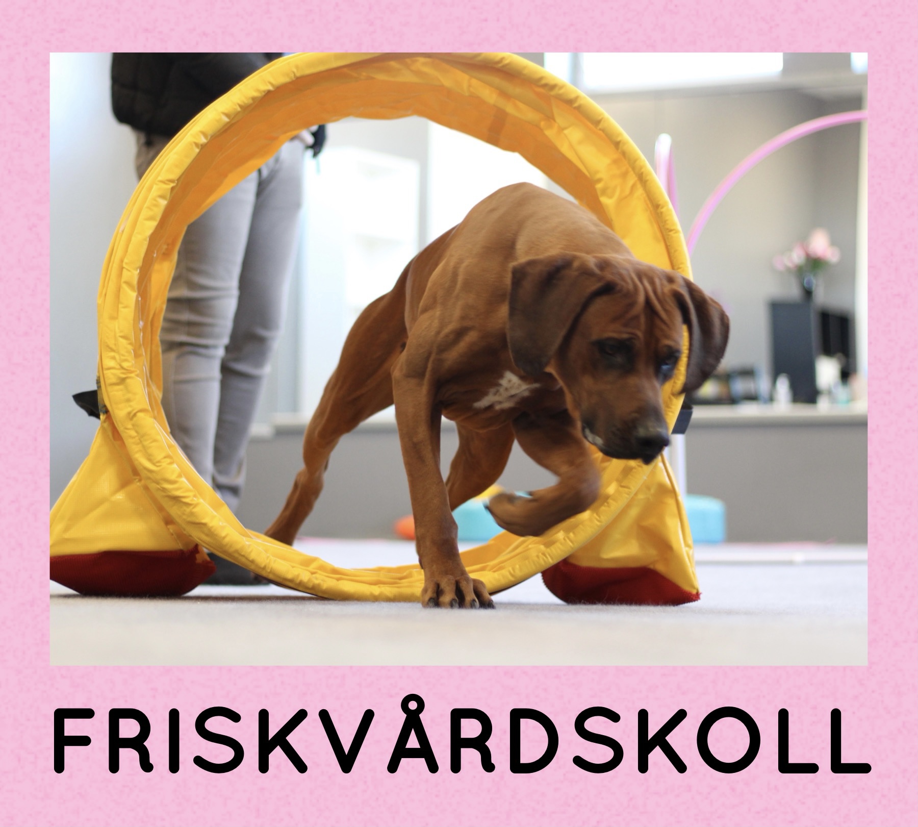 friskvårdskontroll för din hund