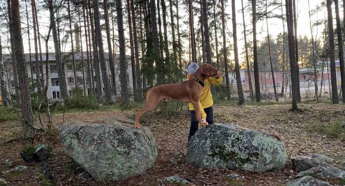 Friskvårdspromenad med din hund