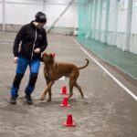 rallylydnad kurs för din hund