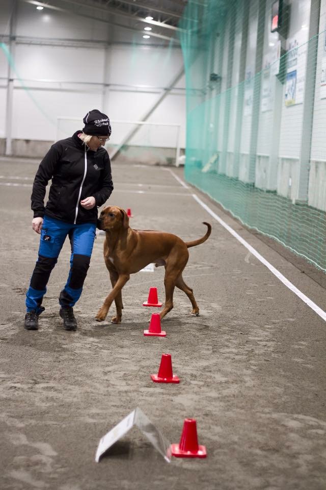 rallylydnad kurs för din hund