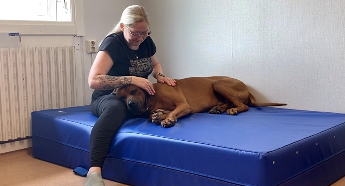 Massage för din hund