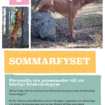 sommarfyset